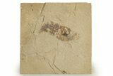 Cretaceous Fossil Shrimp - Lebanon #323707-1
